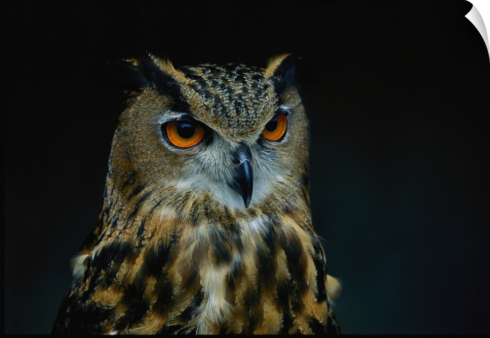 African eagle owls are among the 200 species of wild animals from accredited an imal parks and zoos around the U.S., seen ...