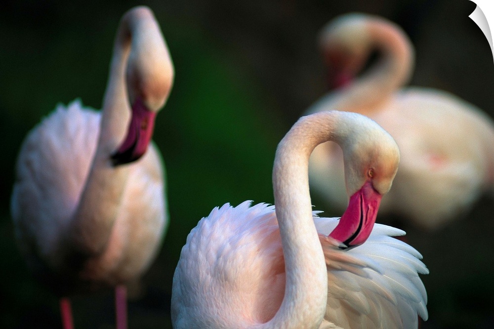 American flamingos (Phoenicopterus ruber) are among the 200 species of wild animals from accredited animal parks and zoos ...