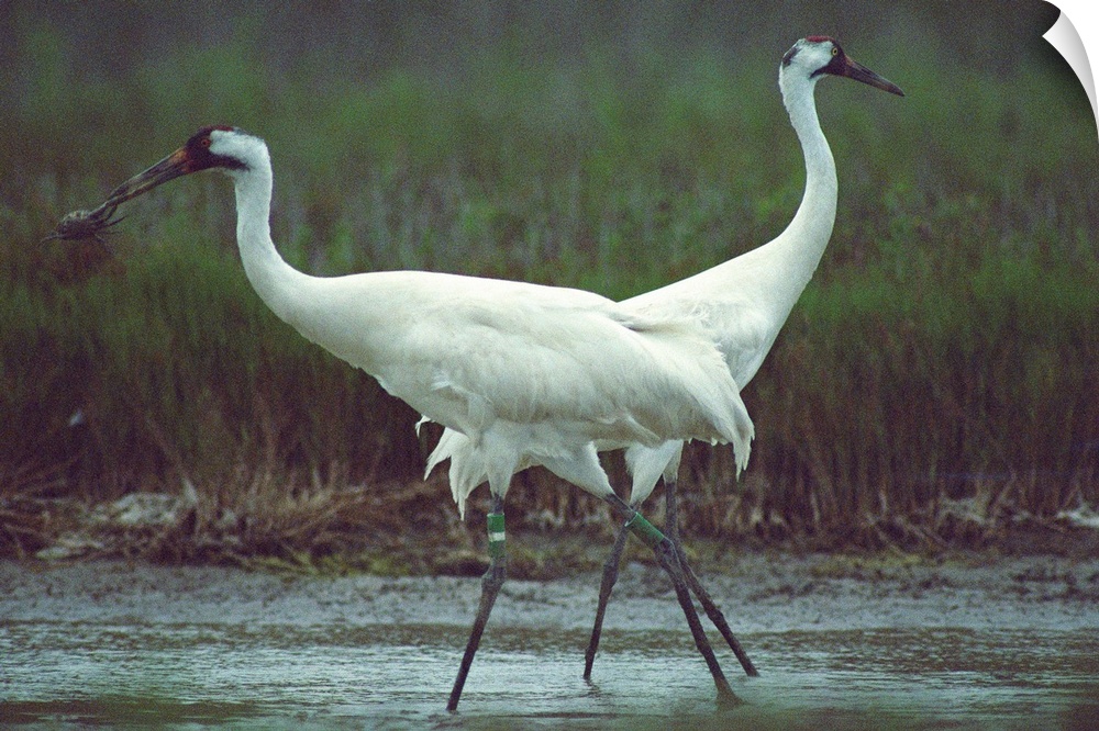 Two whooping cranes (Grus americana) at the refuge. There is only one flock of whooping cranes remaining in North America;...