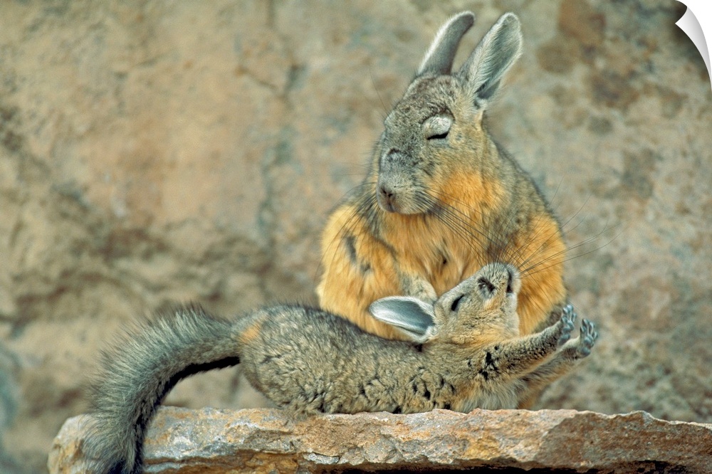 A small viscacha extends itself in front of a larger viscacha as they both stand atop a stone ledge.