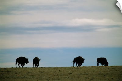 Bison graze on the prairie at Twin Pine Ranch