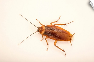 Brown cockroach, Periplaneta brunnea, at Western Kentucky University