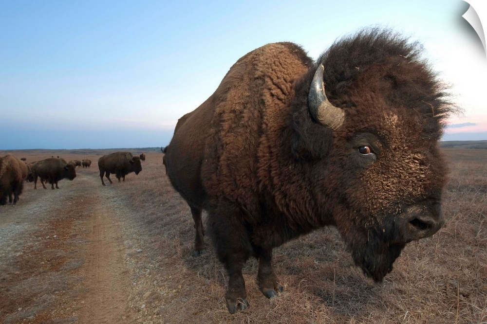 American bison on the Maxwell Game Preserve.