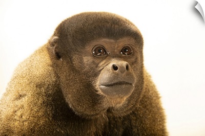 Cesar, A Male Brown Woolly Monkey At Amazon Shelter, Tambopata, Peru