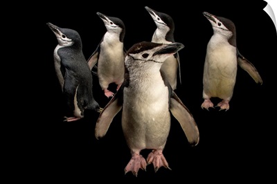 Chinstrap penguins, Pygoscelis antarcticus, at the Newport Aquarium