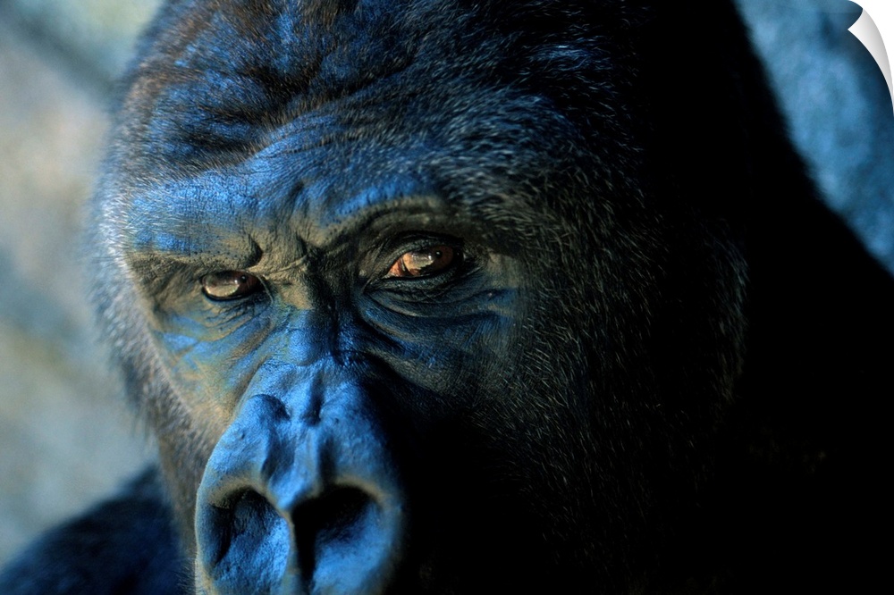Close view of a gorilla face.
