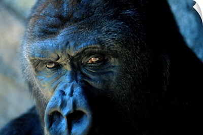 Close view of a gorilla face