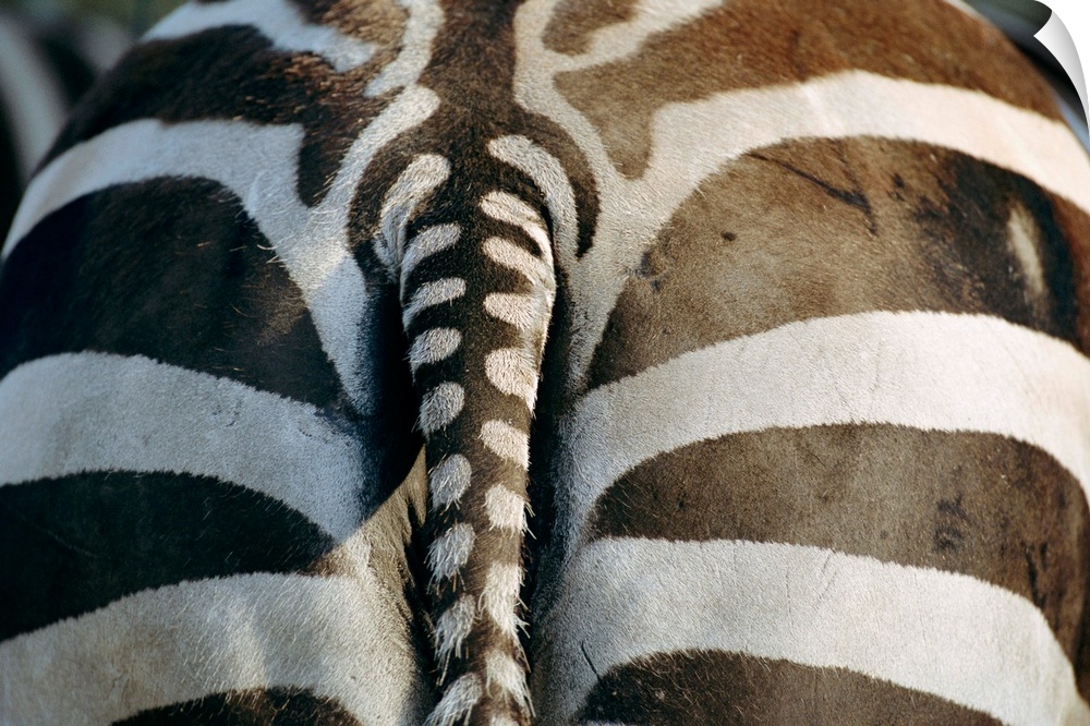 Close view of a Grant's zebra's (Equus burchelli pamara) rear end.