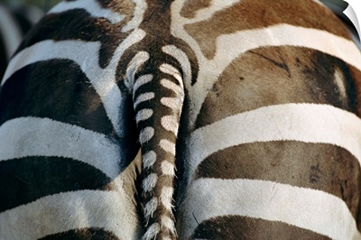 Close view of a Grant's zebra's (Equus burchelli pamara) rear end