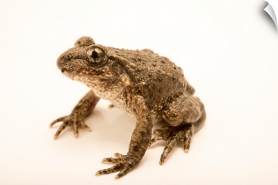 Common midwife toad, Alytes obstetricans, at the London Zoo