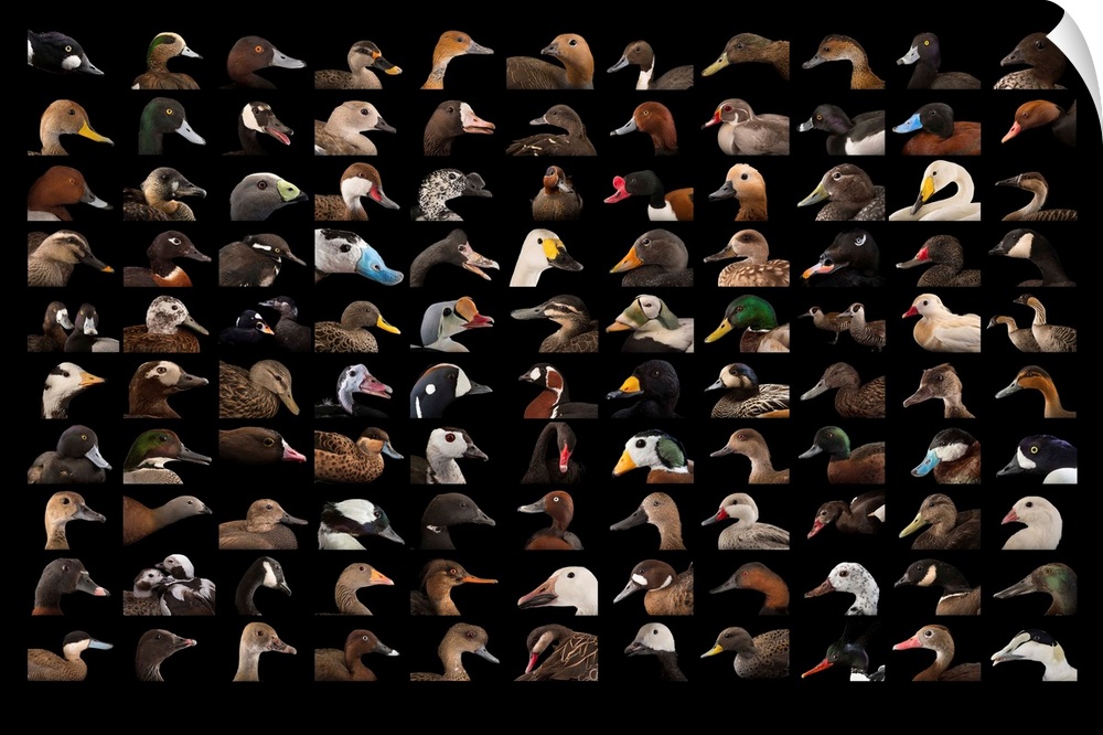 110 different species of ducks and geese.