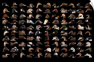 Composite of 110 different species of ducks and geese