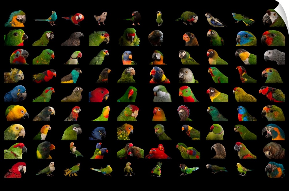 90 different species of parrots.