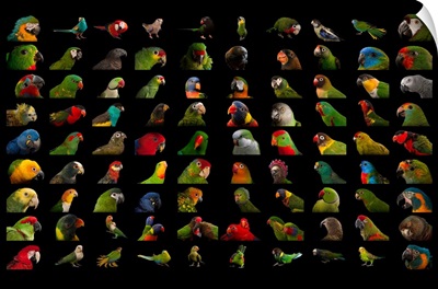 Composite of 90 different species of parrots