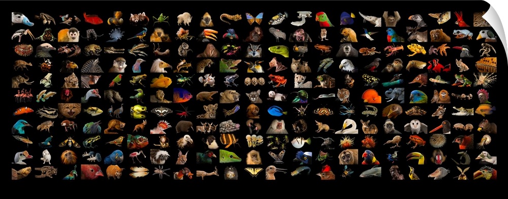 Composite of different species of Photo Ark species.
