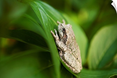 Cope's gray tree frog, hiding in a peony bush near Cross Lake, Minnesota