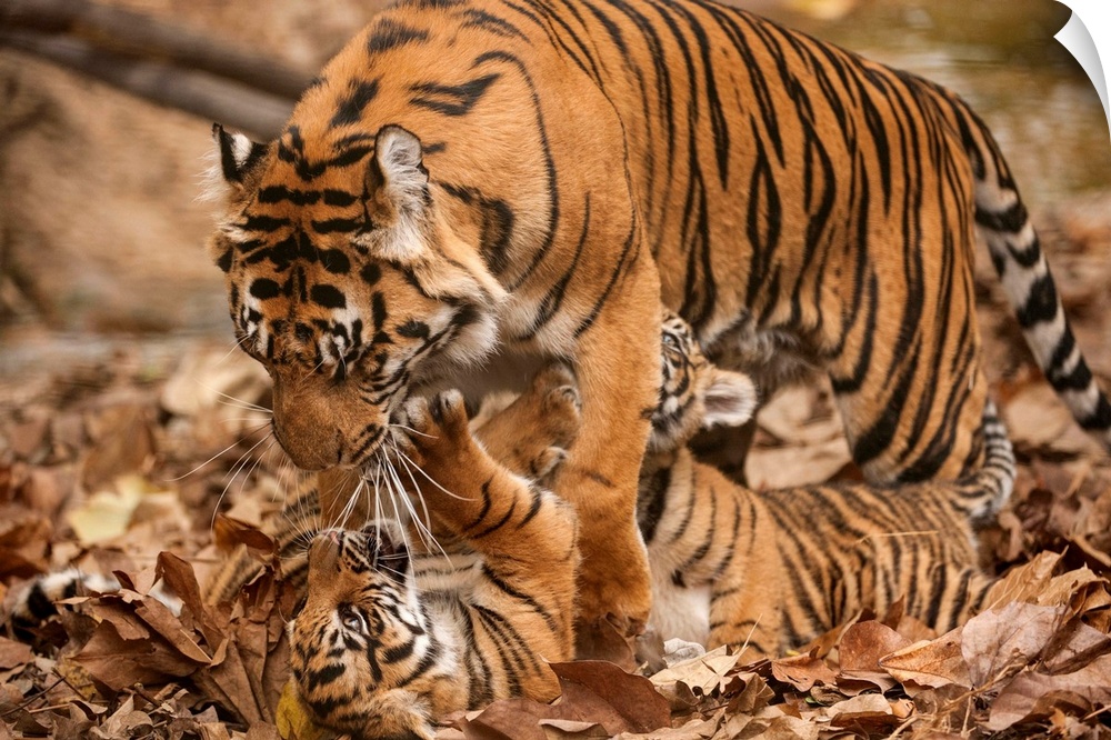 A critically-endangered female Sumatran tiger and her five-month-old cub at Zoo Atlanta.