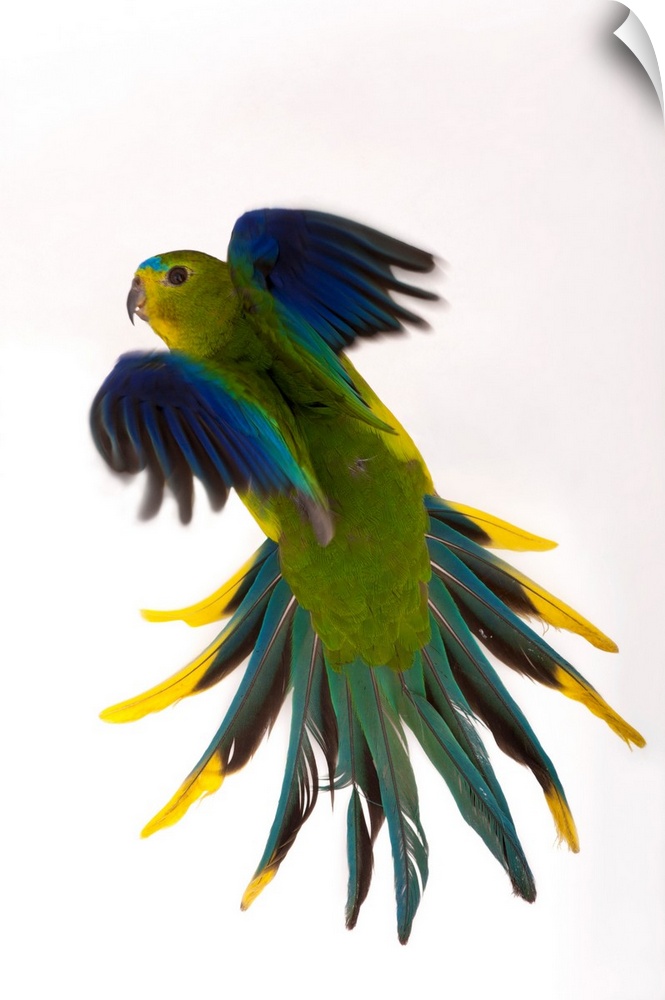 A critically endangered orange-bellied parrot, Neophema chrysogaster, one of the rarest birds in the world.