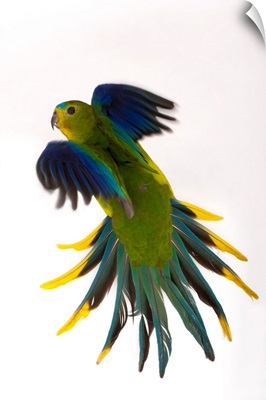 Critically endangered orange-bellied parrot, one of the rarest birds in the world