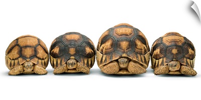 Critically endangered plowshare tortoises at Zoo Atlanta