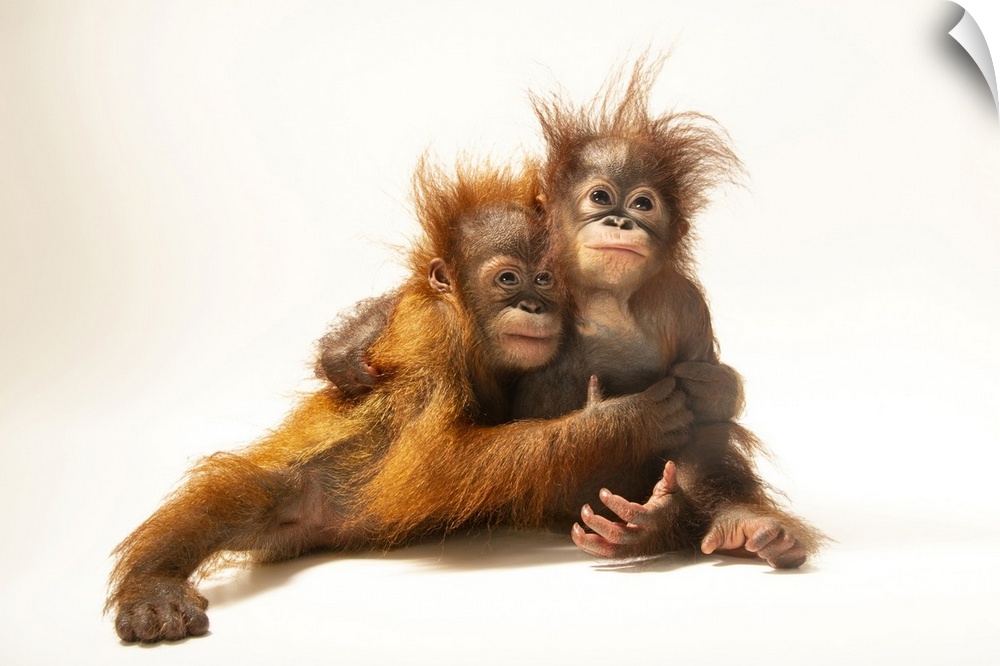 D.J. is an 11-month-old Sumatran orangutan (Pongo abelii) and Dirgahayu is an 11-month-old Bornean orangutan (Pongo pygmae...