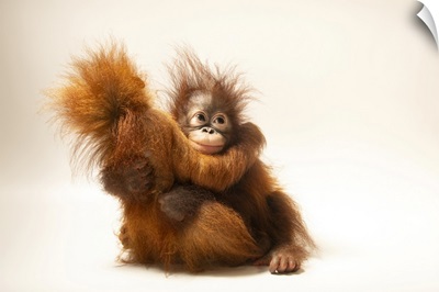 D.J. And Dirgahayu, 11-Month-Old Orangutans, Java, Indonesia