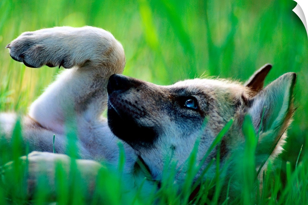 Large canvas art of a wolf pup laying on his back in the grass.