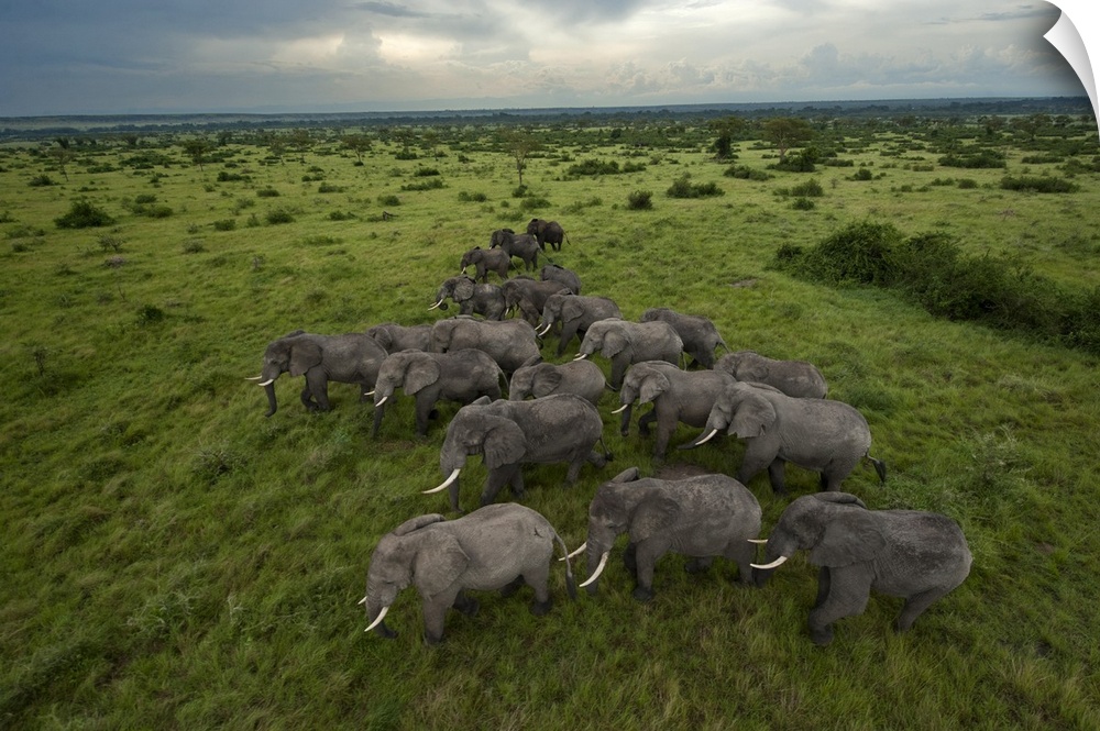 Elephants have miles of savanna to roam inside Queen Elizabeth Park.