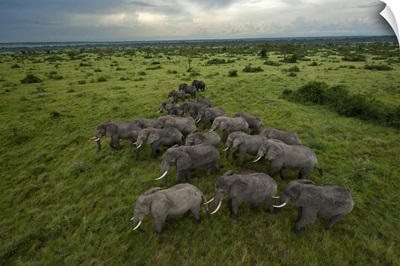 Elephants have miles of savanna to roam inside Queen Elizabeth Park