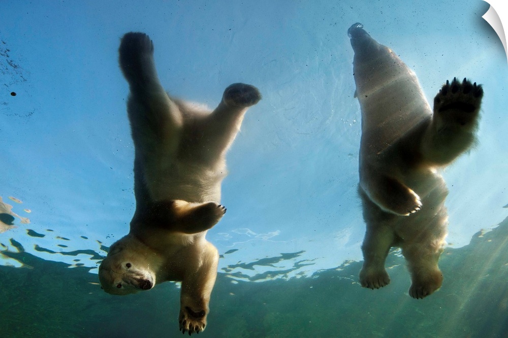 An exhibit at the Columbus Zoo and Aquarium features underwater viewing of polar bears.