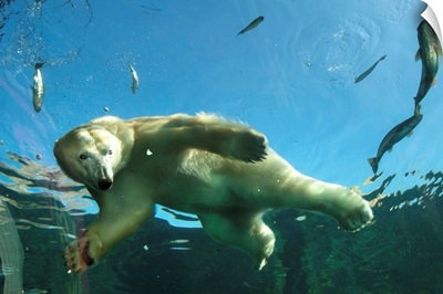 Exhibit at the Columbus Zoo and Aquarium features underwater view of polar bears