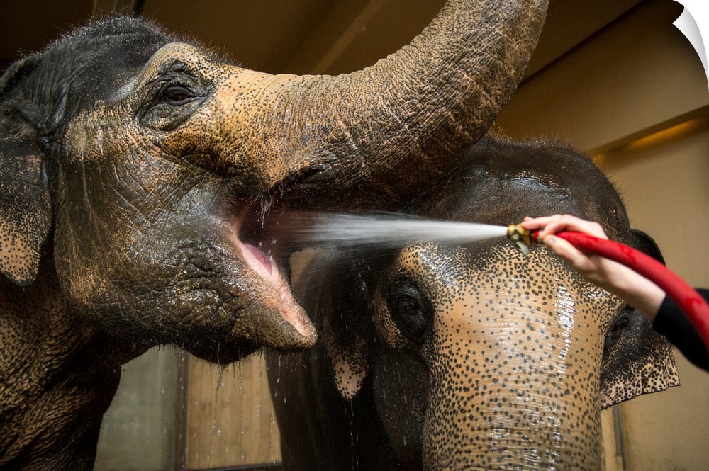 Female Asian elephants break for a drink at the Cincinnati Zoo and Botanical Garden.