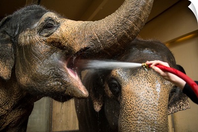 Female Asian elephants break for a drink at the Cincinnati Zoo and Botanical Garden