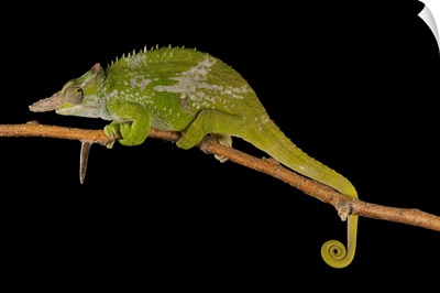 Fischer's chameleon, at the Omaha Zoo