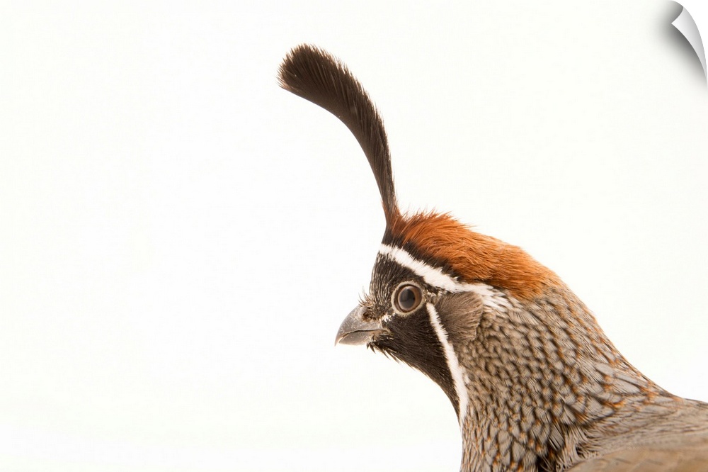 Gambel's quail, Callipepla gambelii, at the Albuquerque BioPark.
