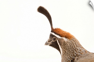 Gambel's quail, Callipepla gambelii, at the Albuquerque BioPark