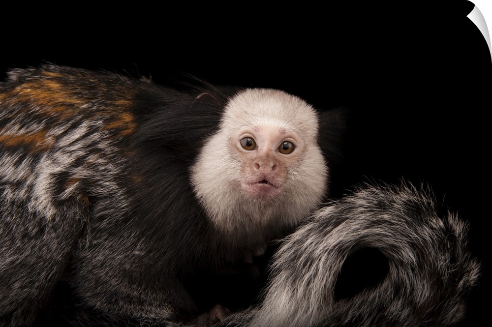 Geoffroyis tufted-ear marmoset (Callithrix geoffroyi) at the Cleveland Metroparks Zoo.
