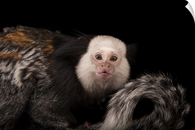 Geoffroyis Tufted-Ear Marmoset At The Cleveland Metroparks Zoo