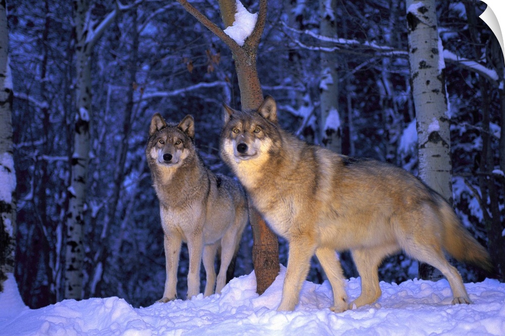 Gray wolves, Canis lupus, in the new-fallen snow at the International Wolf Center.