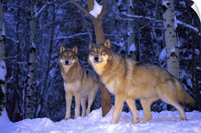 Gray wolves, Canis lupus, in the new-fallen snow at the International Wolf Center