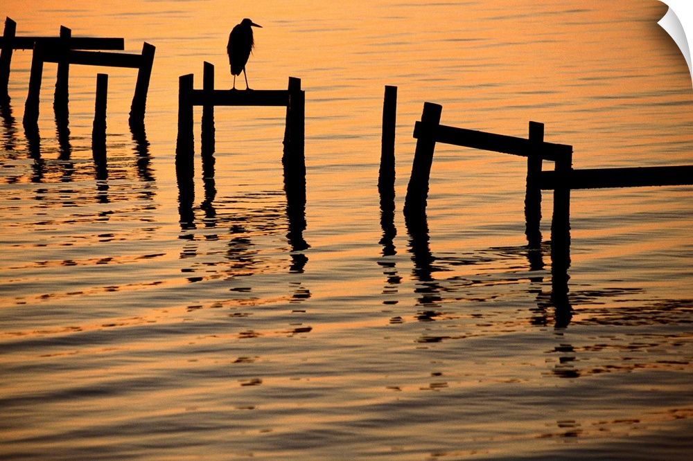 A silhouetted heron perches on the pilings of an old dock.