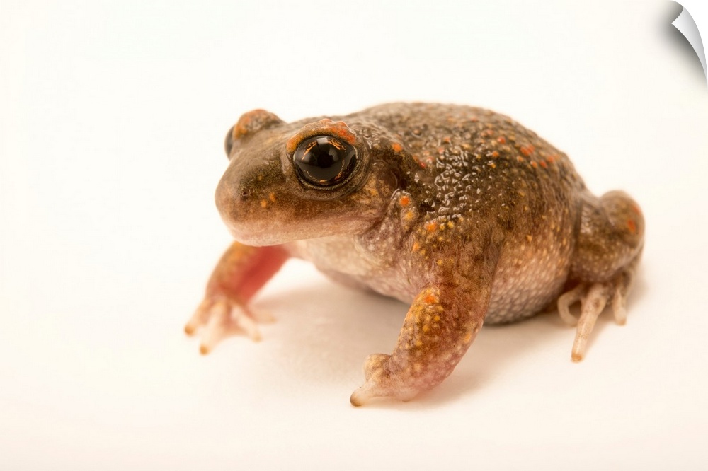 Iberian midwife toad, Alytes cisternasii, at the London Zoo.