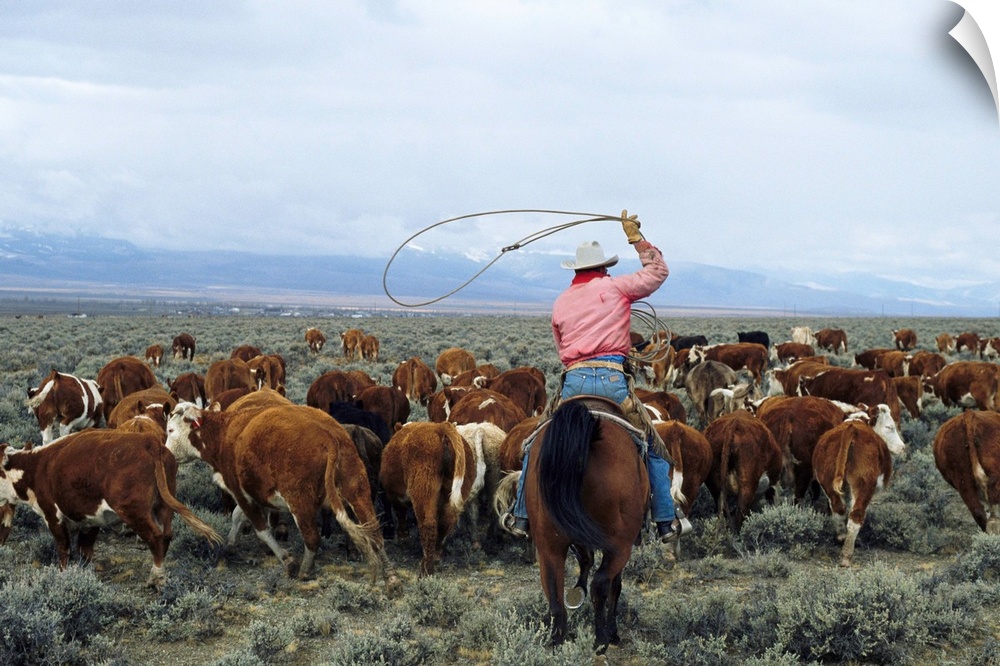 A cowboy herds cattle on an Idaho ranch.