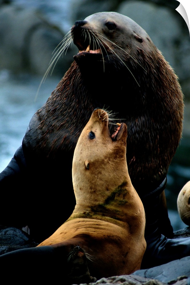 Two Steller sea lions (Eumetopias jubata), the larger one a bull, bark in what is probably an argument over territory. Low...