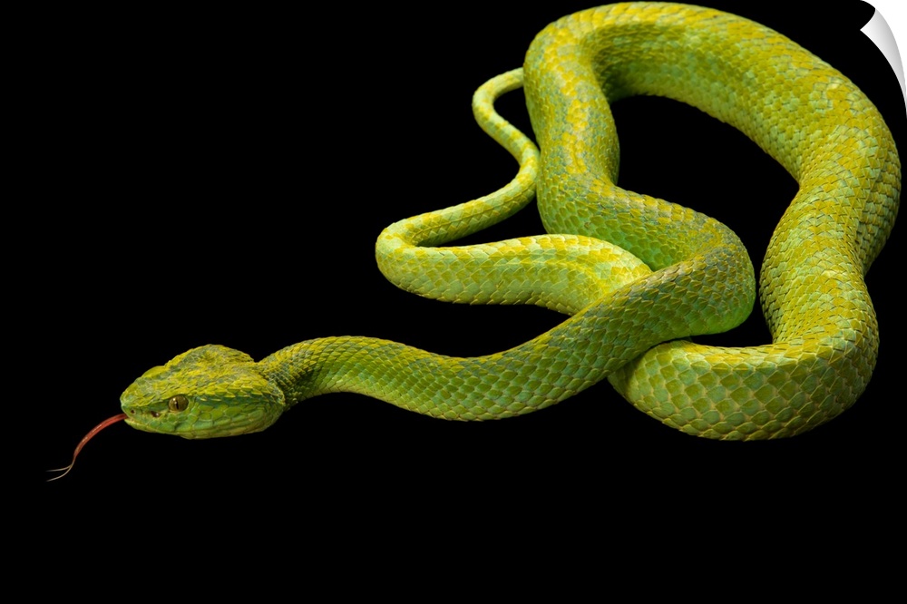 March's palm pitviper, Bothriechis marchi, at the London Zoo.