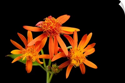 Mexican flame vine flowers, Pseudogynoxys chenopodioides