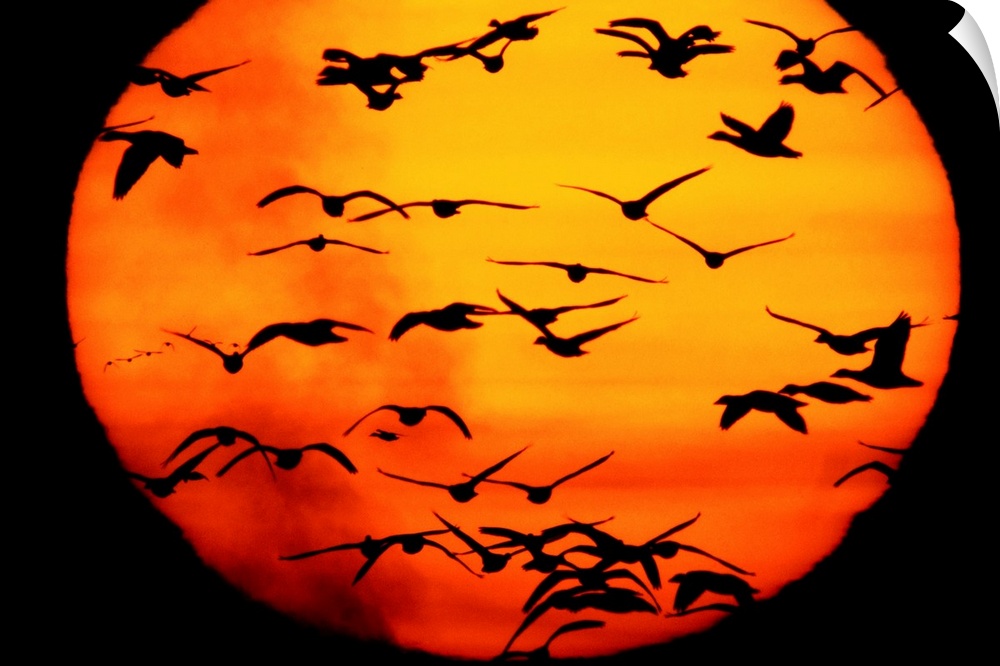 A flock of geese is silhouetted against the setting sun.