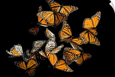 Monarch butterflies, Danaus plexippus, in the Sierra Chincua mountains