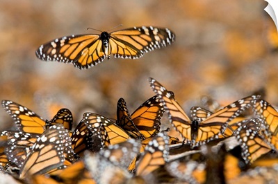 Monarch butterflies in the Sierra Chincua sanctuary