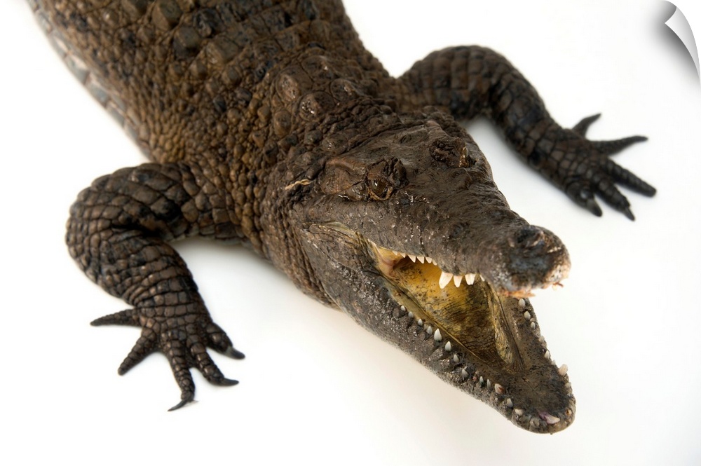 New Guinea crocodile, Crocodylus novaeguineae, at the Saint Augustine Alligator Farm Zoological Park.